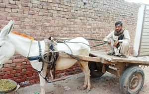 Mazhar iqbal