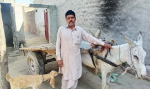 Muhammad bashir