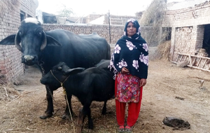 Shakeela Bibi