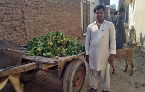 Mazhar iqbal