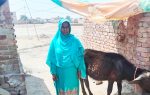 Shama Bibi